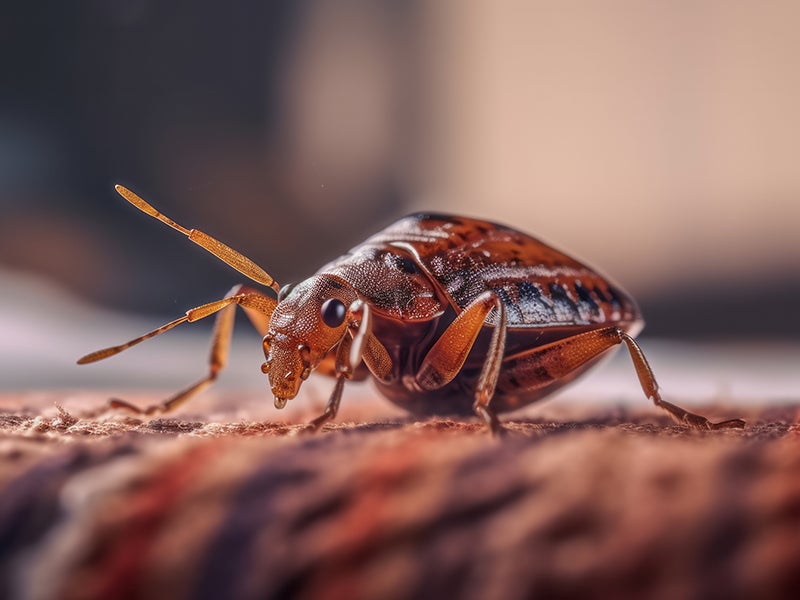 bedbug Toyota of Orlando in Orlando FL